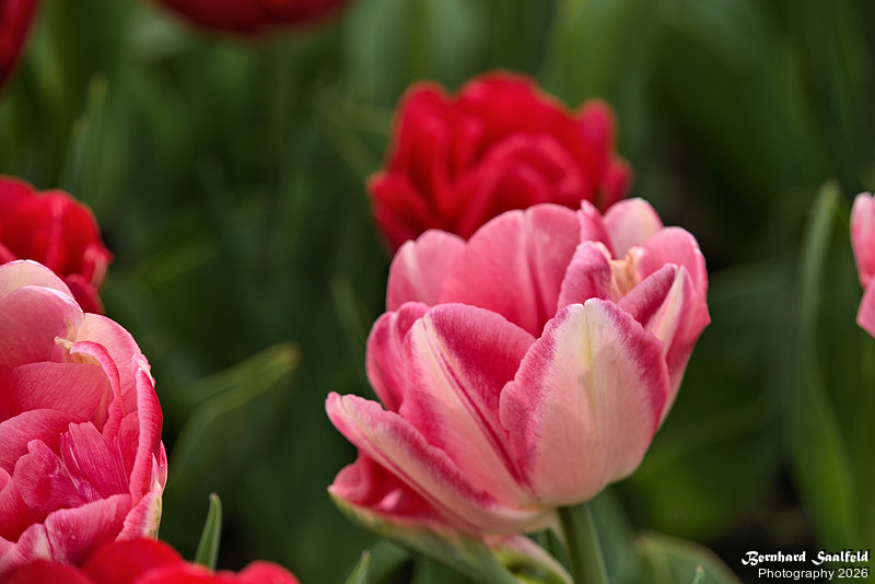 Bernhard Saalfeld - Tulpenpracht 2026 (3v9)